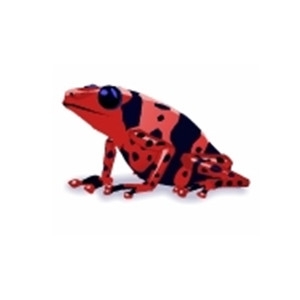 Red Dart Frog